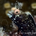 blenny_roughhead_dw_wc_h_0270_tci0627.jpg